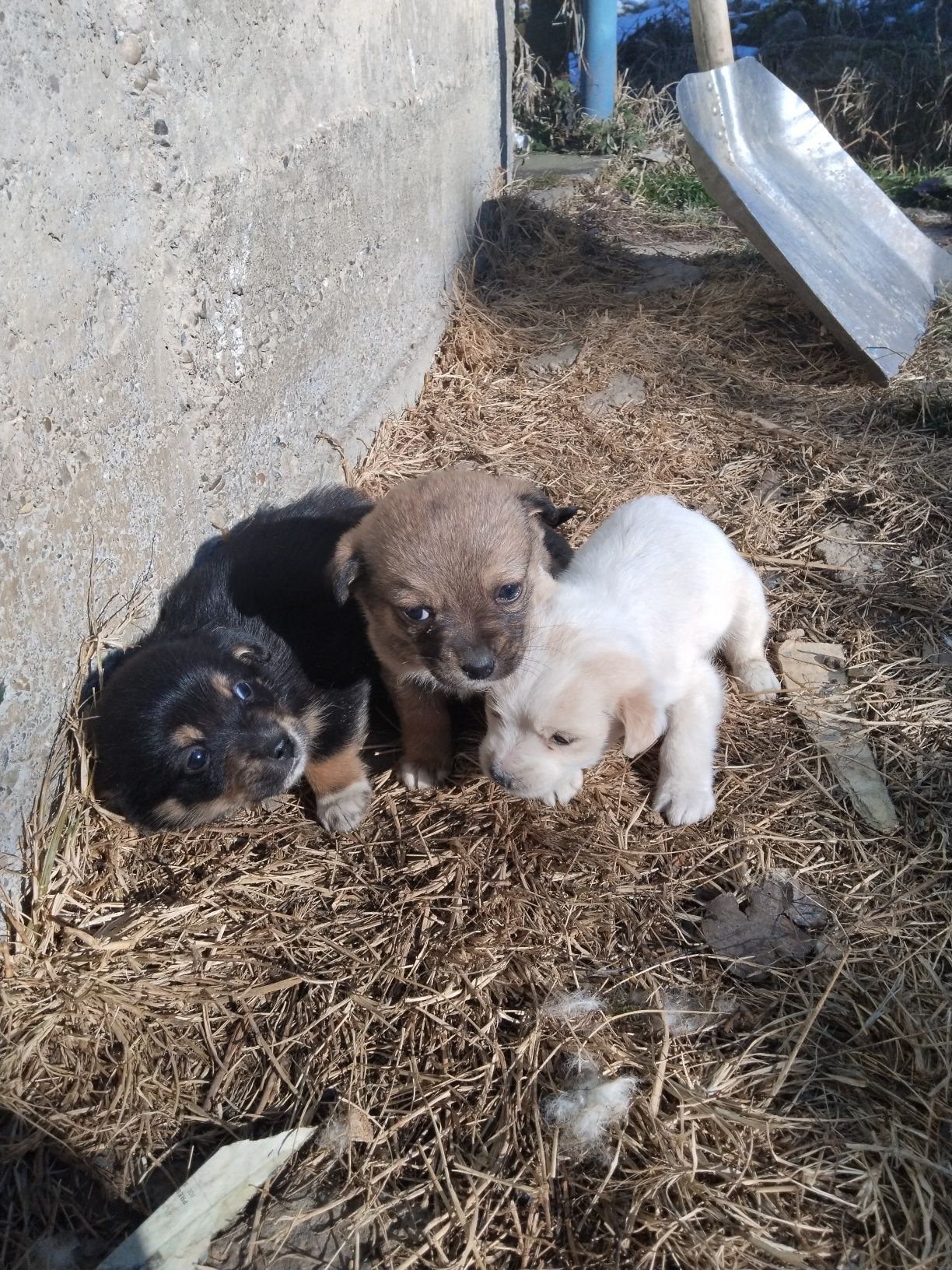 3 cățeluși caută stăpân