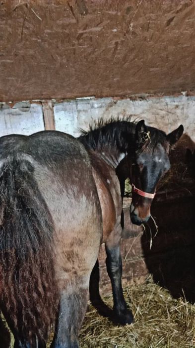 Vând mânz de 6 luni