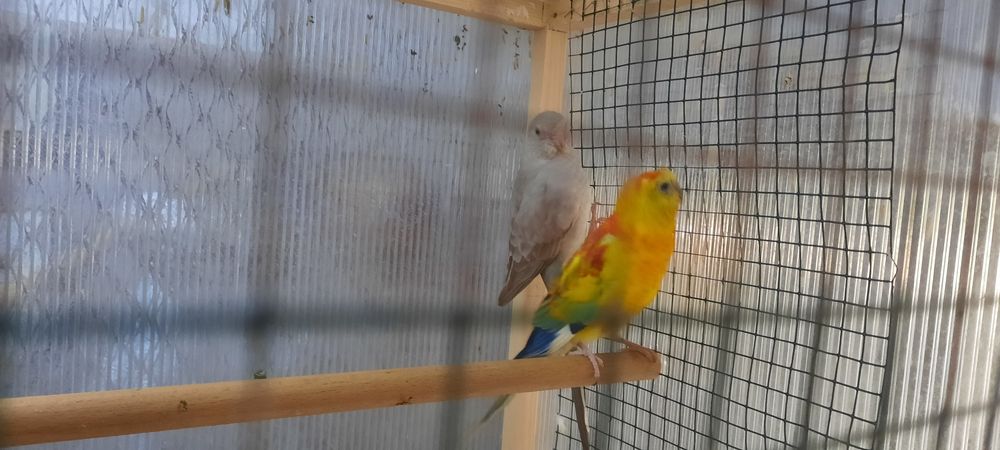 Perusi ,normali și motati ,o pereche de cantatorii .papagal vrabie
