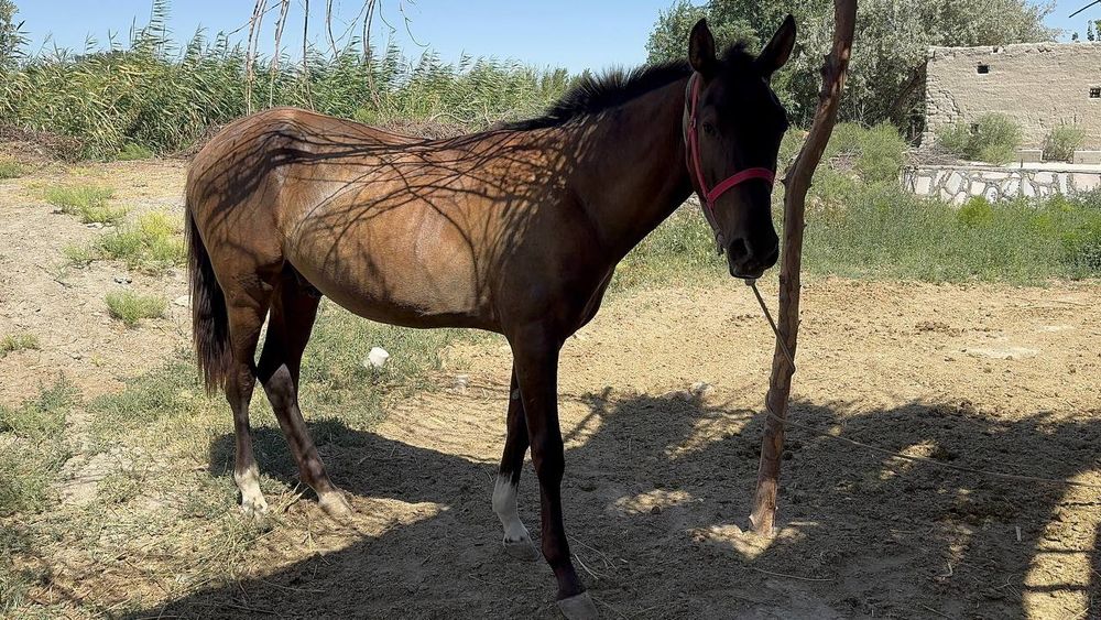 От сотилади гари йук
