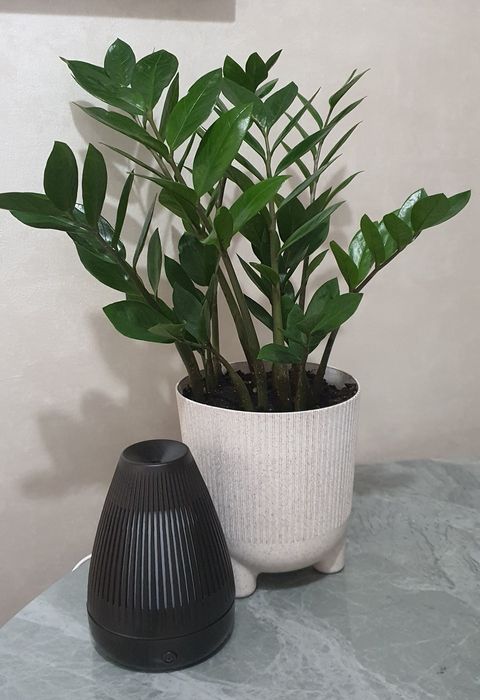 Продам Замиакулькас