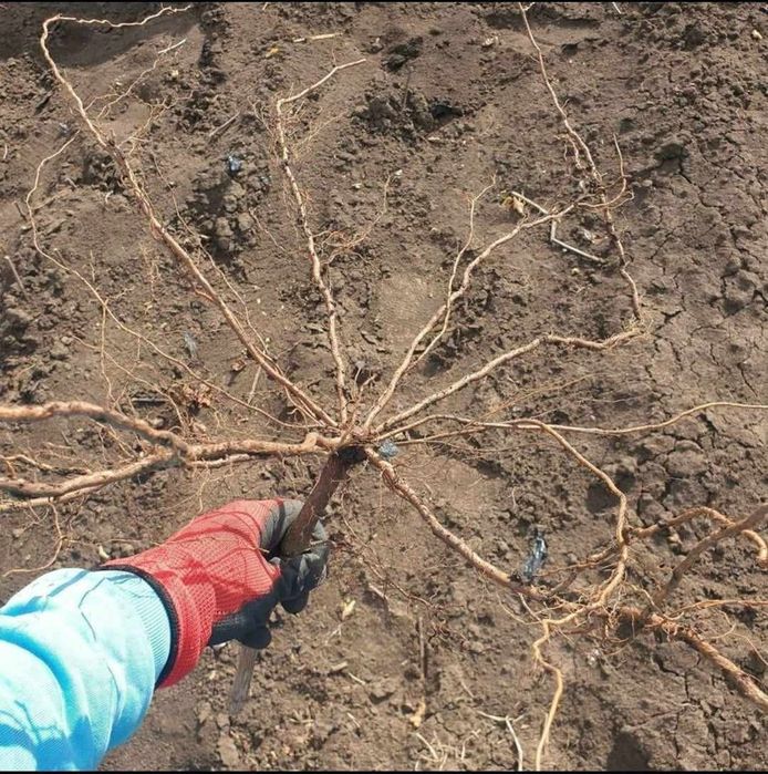 Producător butasi vita de vie