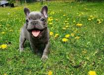 Femela bulldog francez