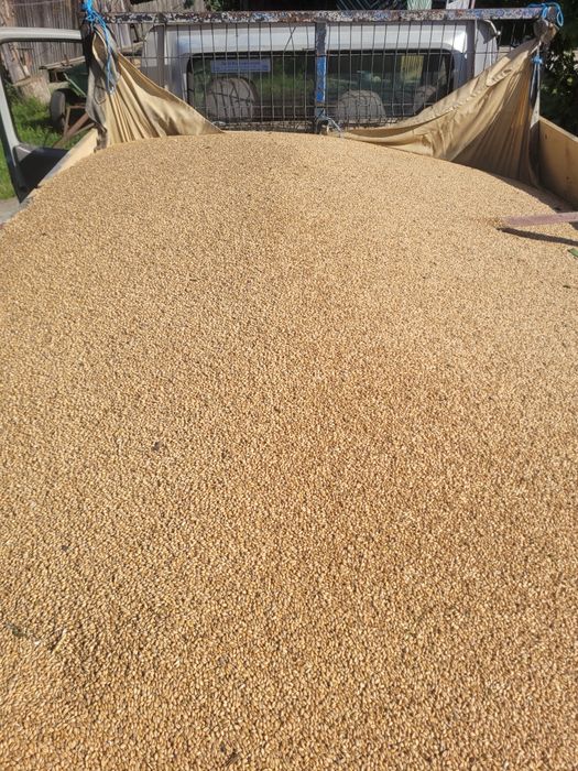 Vând 3 tone de grâu