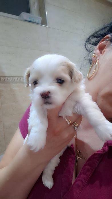 Bichon havanez cu pedigree
