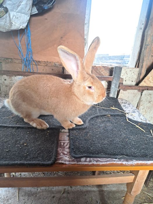 Vând Mascul UG Galben