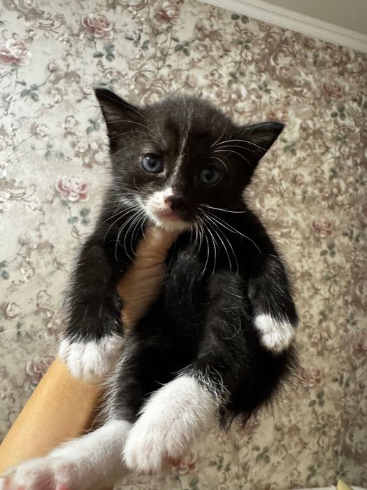 Котята от крысыловки даром