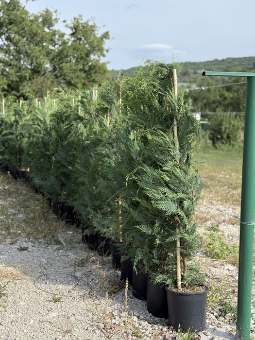 Vand leylandii/leylandii gold calitate extra diferite dimensiuni