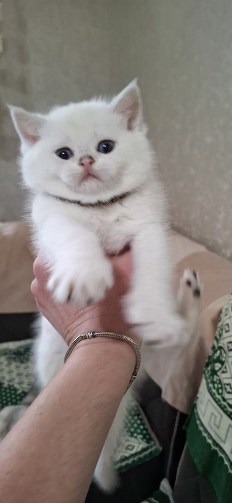 Котята скоттиш фолд,скоттиш страйт