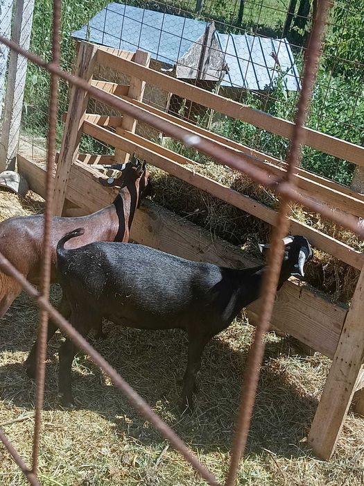 2 Tapi de 5 luni