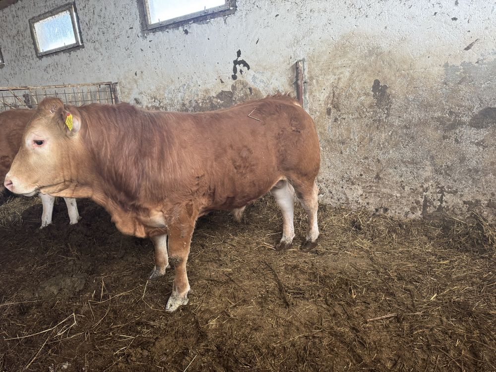 Tauras Limousin /limuzin cu pedigree