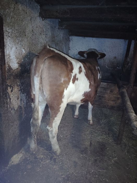 De vânzare vacă și juninca