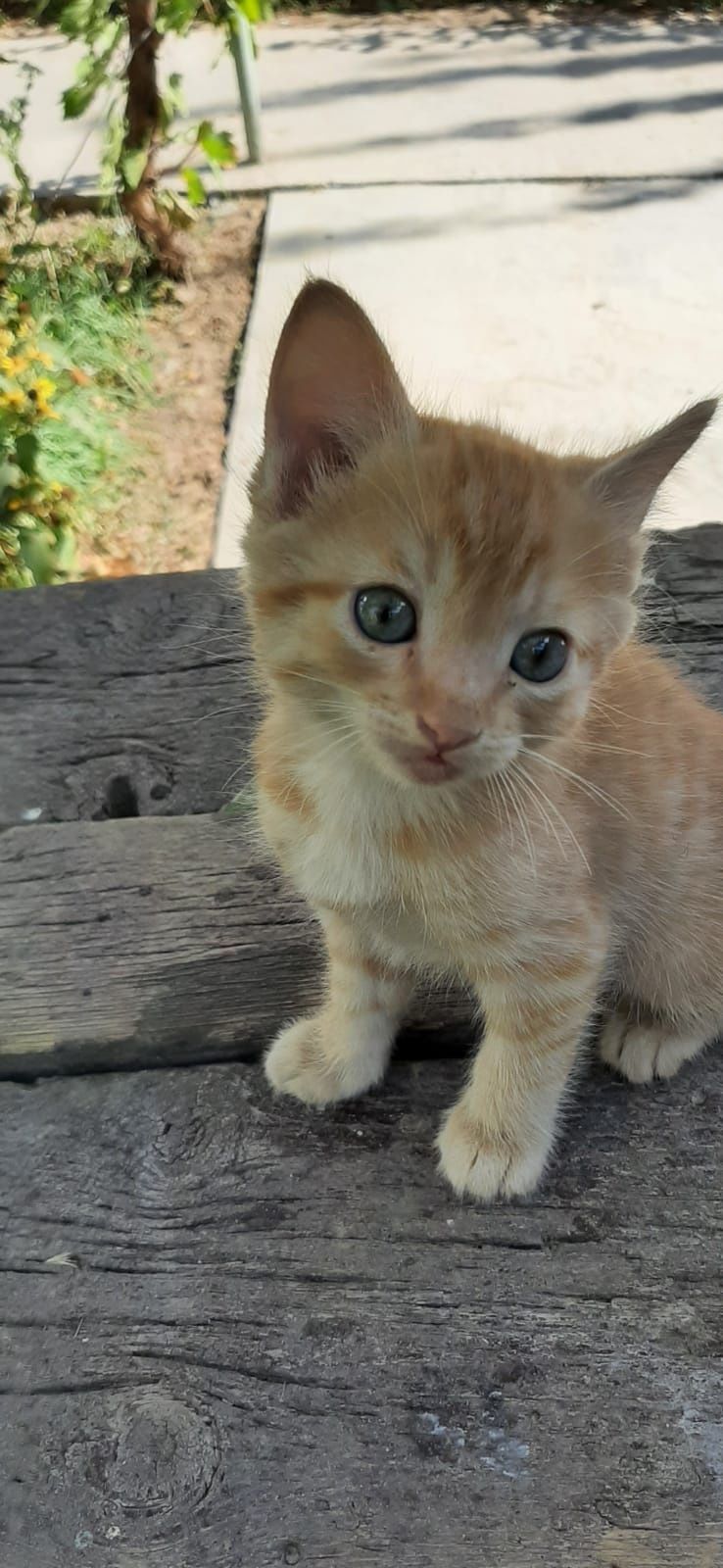 Мысық, отдам котёнка, Арыс