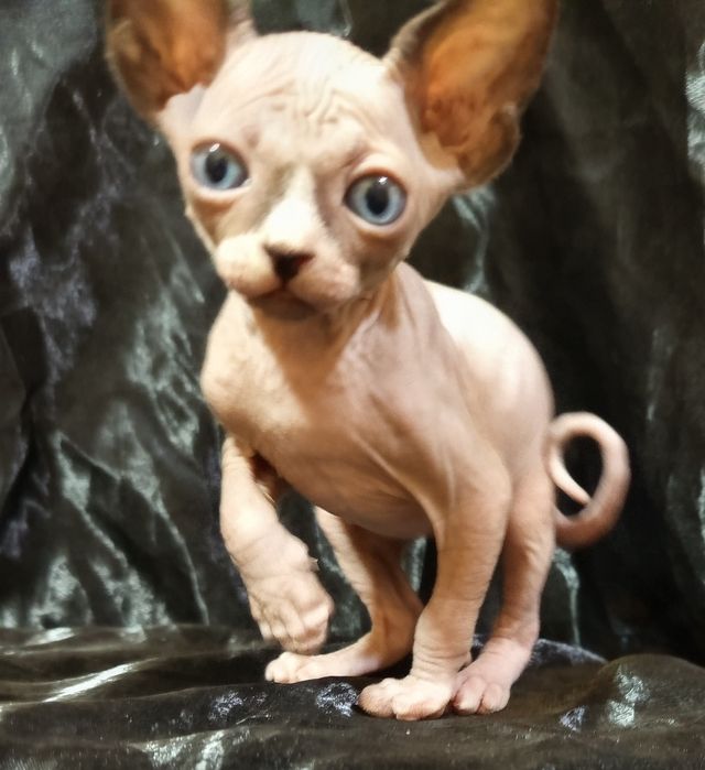 Сфинкс мальчик 1 месяц и 3 недели