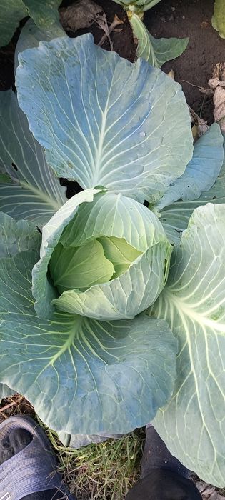 Vând varză bevery hills 1.50 lei negociabil