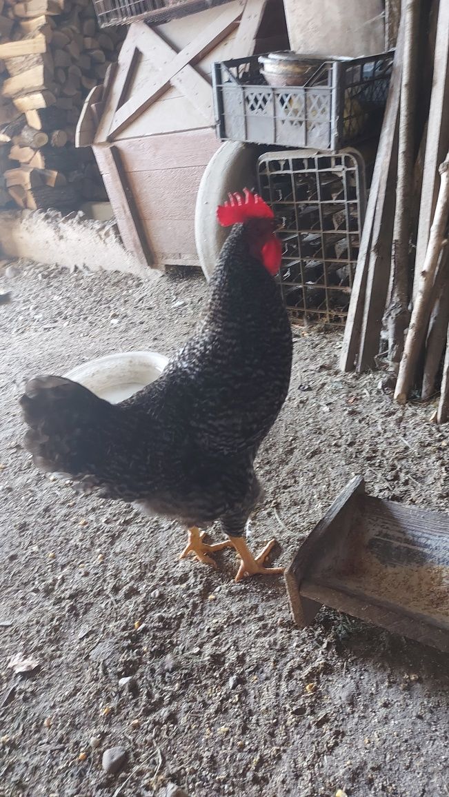 Vând cocoși tineri