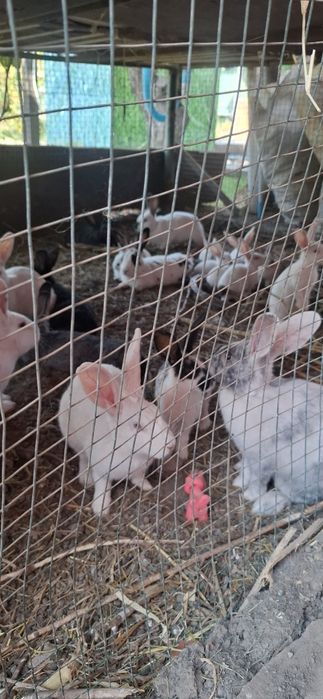 Продам кроликов много разных