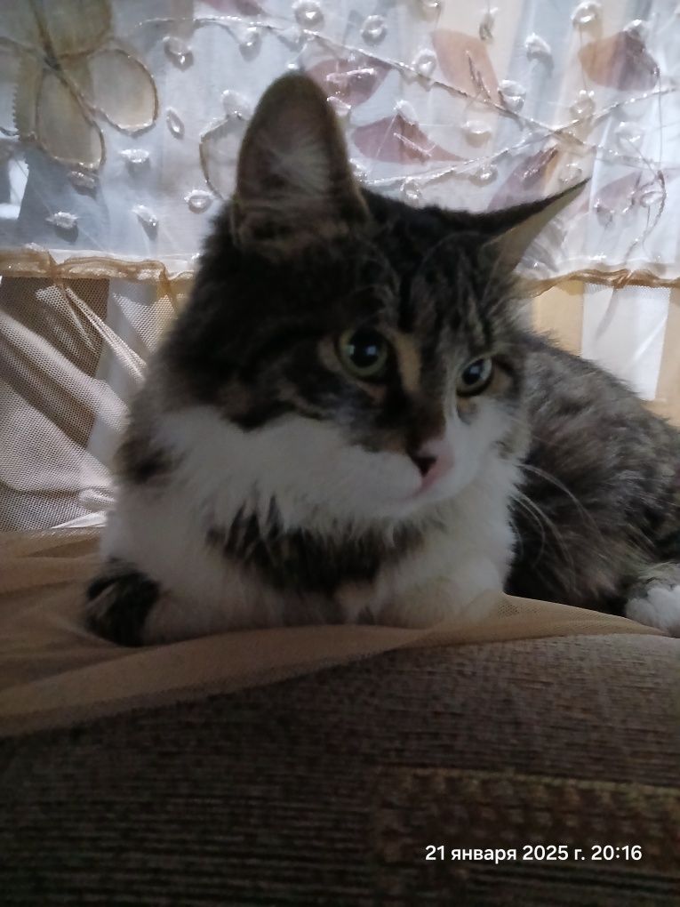 Mushuk sotiladi. Продаётся кошка