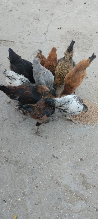 Продам домашних петушков