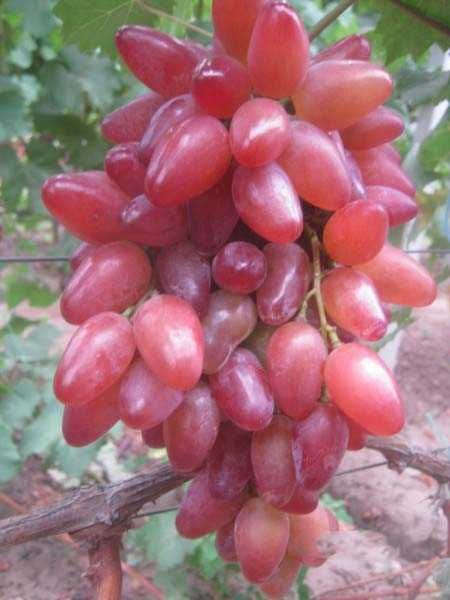 Butasi Vita De Vie Soiul Cleopatra