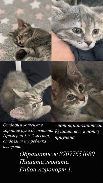 Отдам котенка,бесплатно.