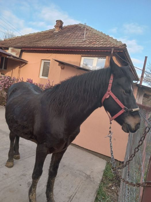 Disponibil animal-cal