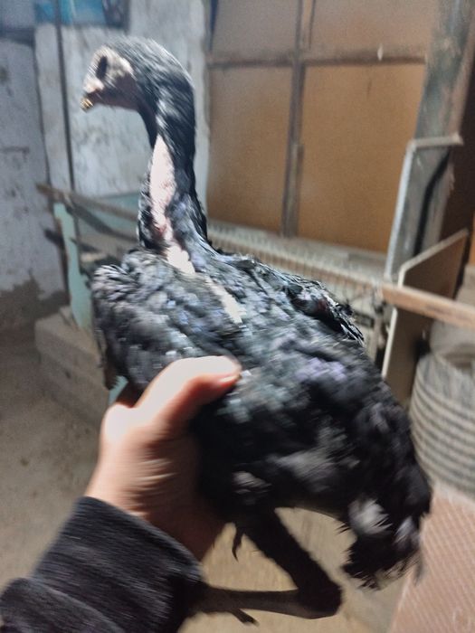 Kulangi tovuqchala sotiladi 2kovi 250 ming sum