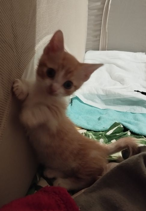 Котенца с къси краченца