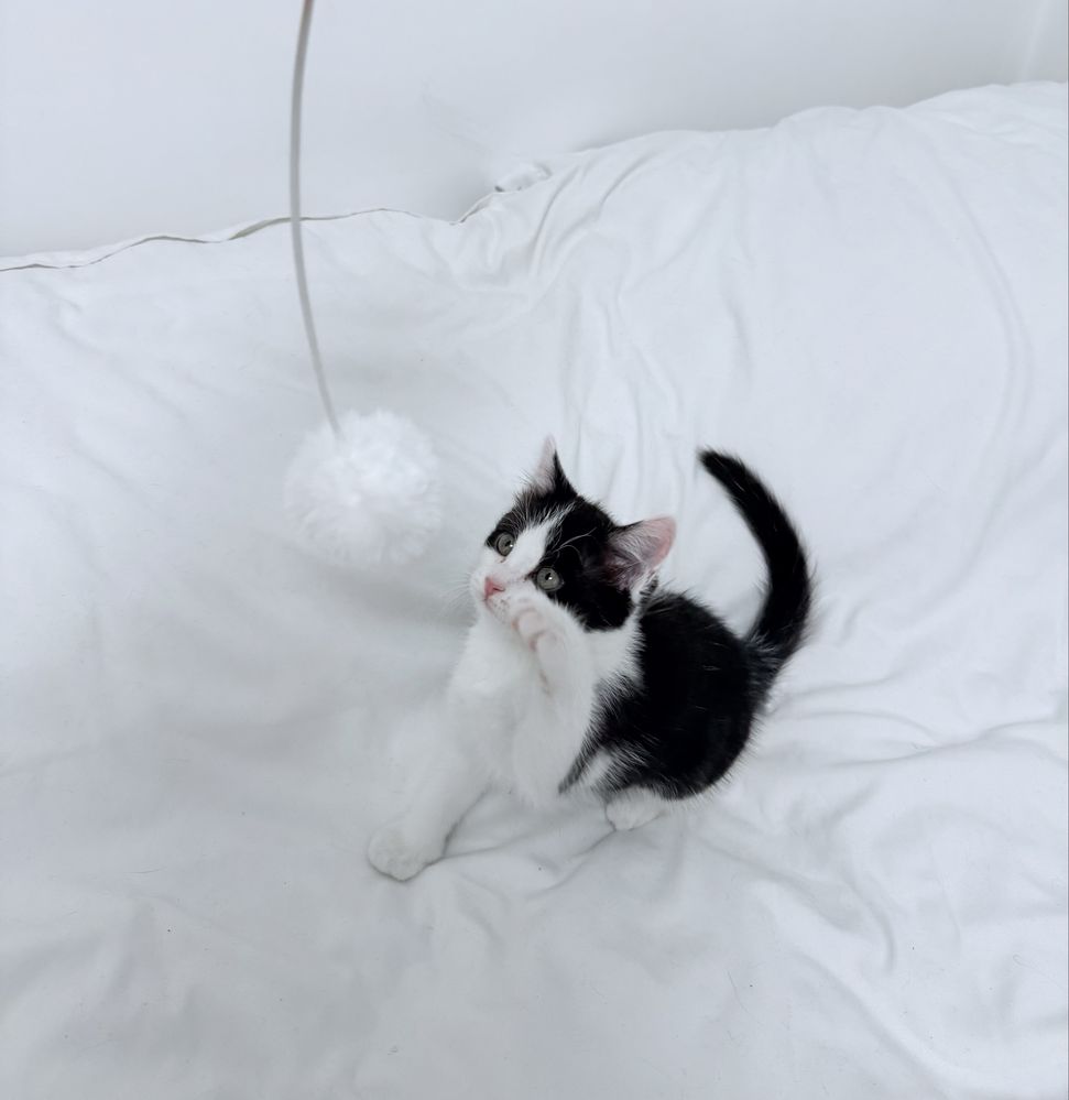 Котенок-девочка ищет дом