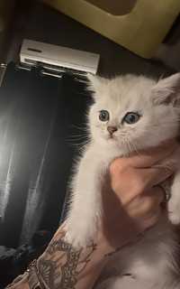 Brittish shorthair Pedigree