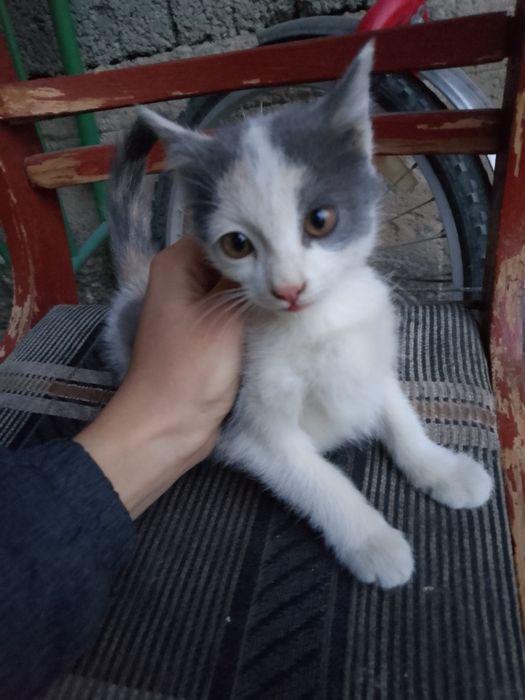 отдам котенка к добрым людям