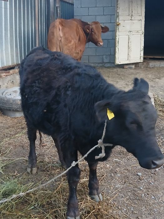 Продается телочка