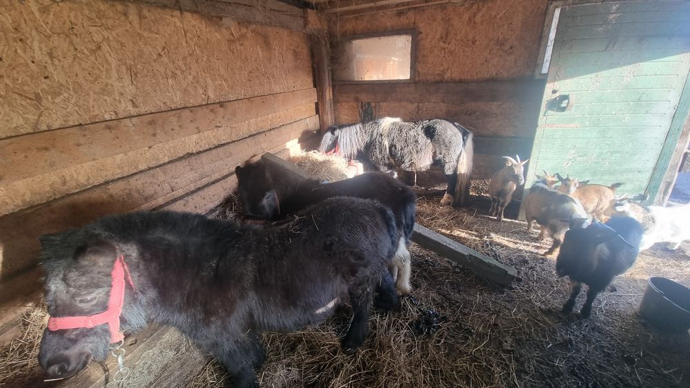 Vand sau schimb 2 poneițe negre