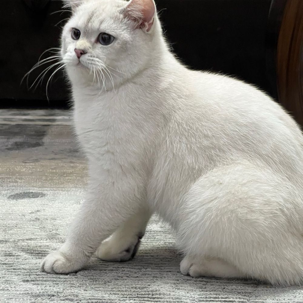 Продаётся котёнок Саймон 8 месяца