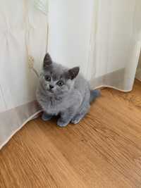 Pisici British Shorthair