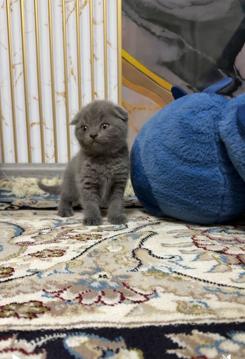 Scottish FOLD sotiladi