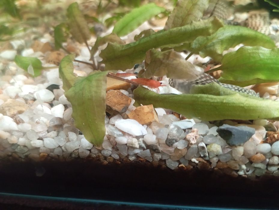 Creveti Red Cherry pentru Acvarii