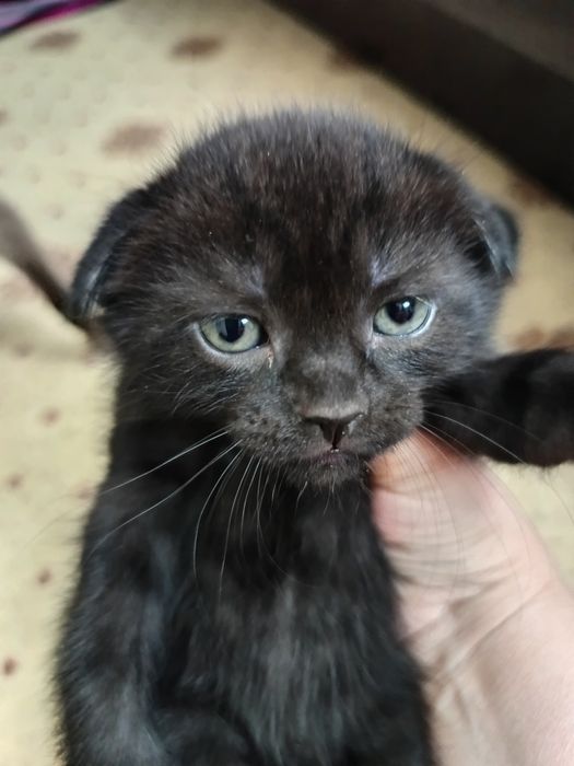 Породистые котята от правильной вязки,цена договорная