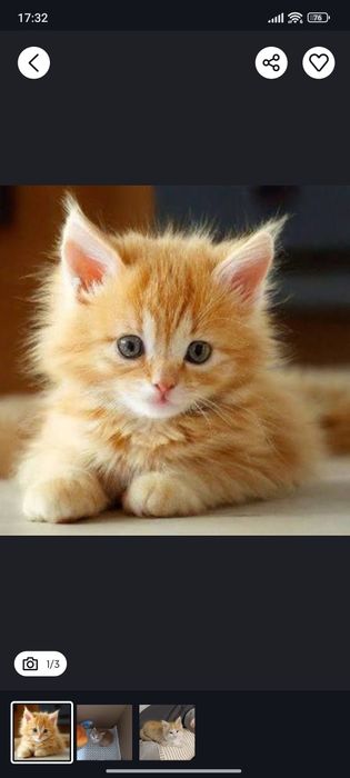 Котята рыжие 2 месяца