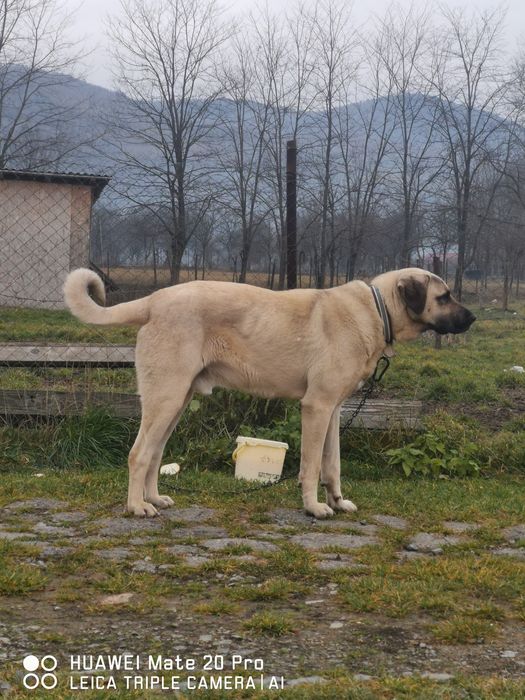 Kangal de vanzare