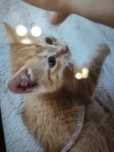 Отдадим котят шесть недель