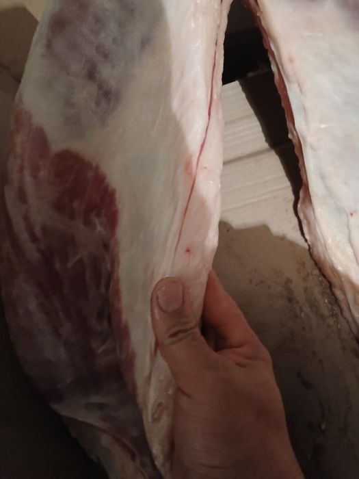 Согым семиз байталдар