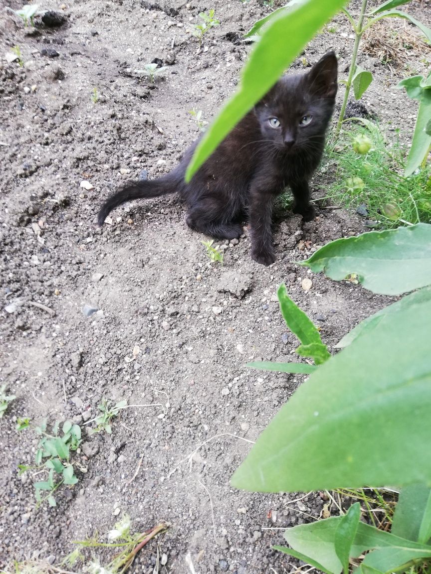 Подарявам Котета
