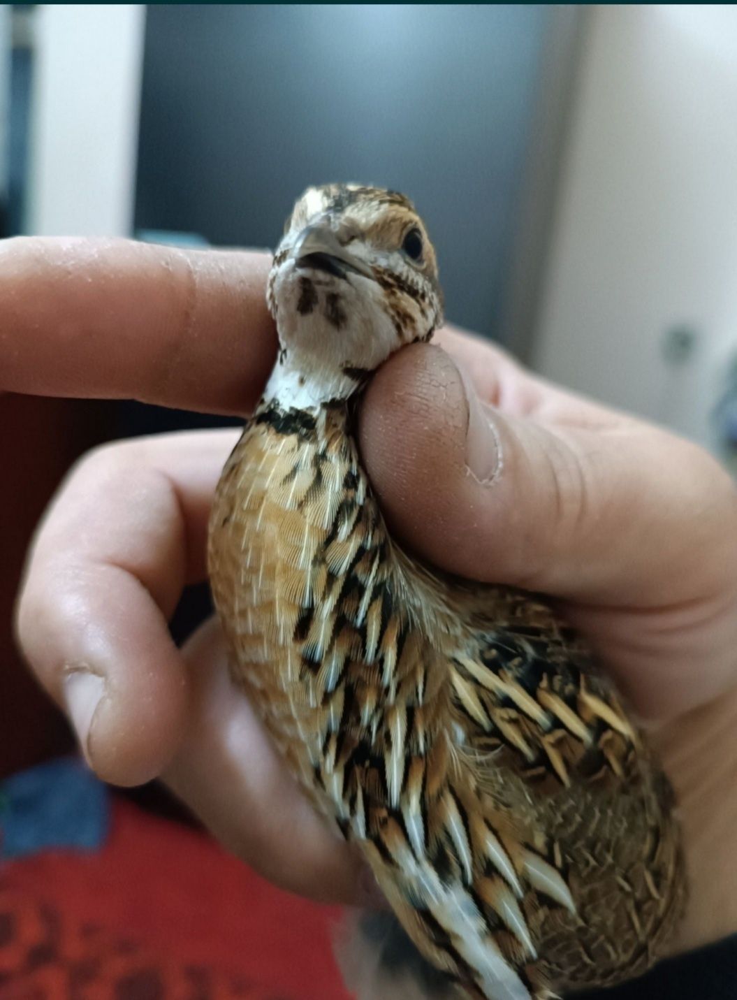 Bedana sotiladi dogip durgan  kasali yoq