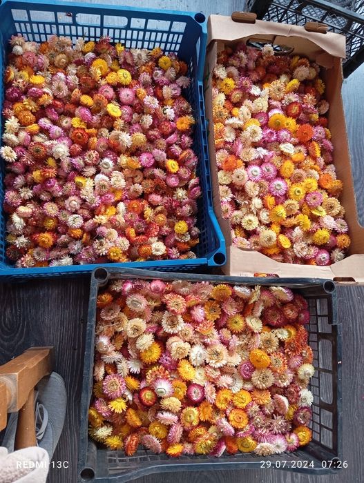 Flori de pai , imortele,helicrisum 2025