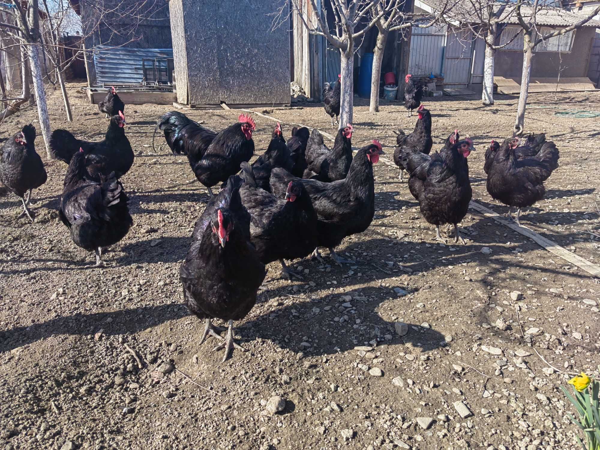 oua de australorp negru