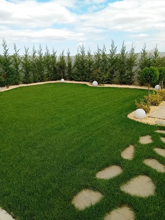 Chiparos leylandi pentru gard viu veșnic verde