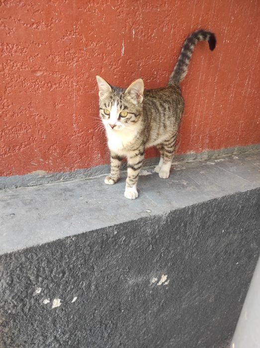 Пристраиваются котики мальчик и девочка