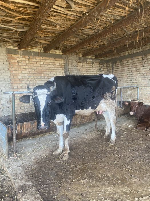 Ona bola sigir sotiladi