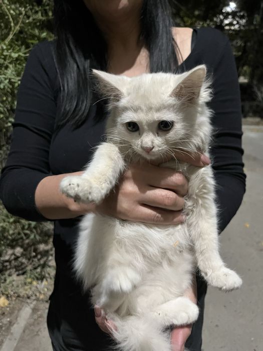 Котёнок белый пушистый